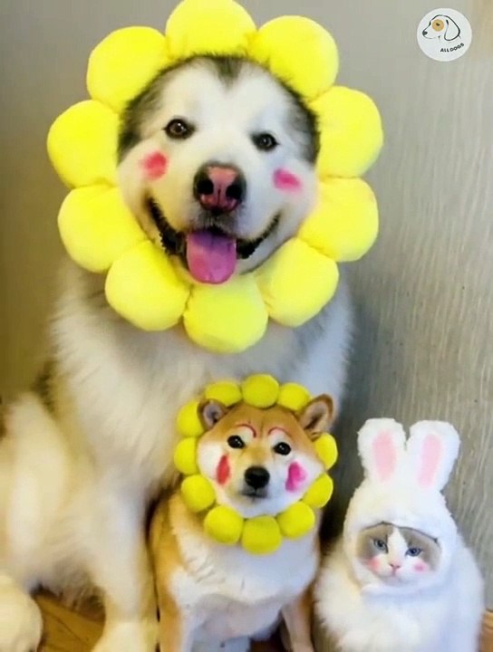Attack Of The Funny Dogs  The Best Videos About Dogs Part-10