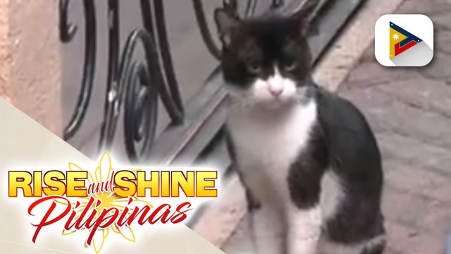 Libreng pet identification project, ilulunsad sa Pasig City