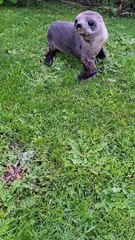 Aider un bébé phoque à retrouver le chemin du retour buzz buddy