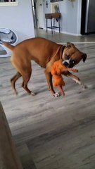 Chien Boxer danse avec un jouet buzz buddy