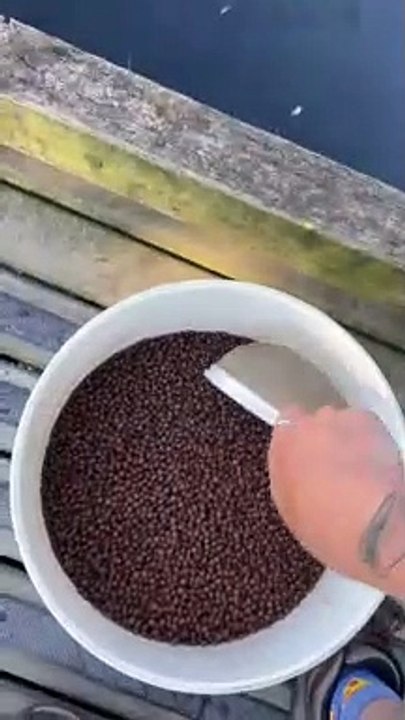 Nourrir un étang plein de poissons buzz buddy