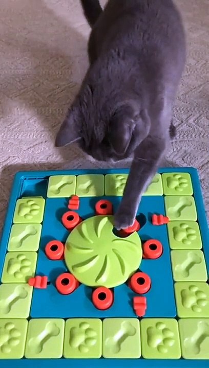 Smart cat
