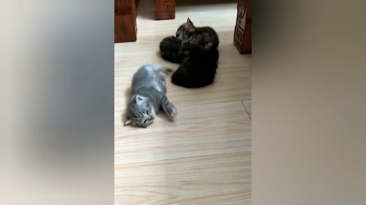funny cat and dog videos compilation