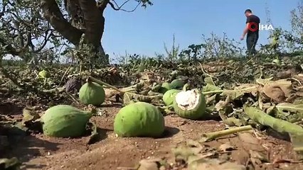 Sağanak yağışla birlikte gelen dolu, çiftçinin mahsulünü vurdu