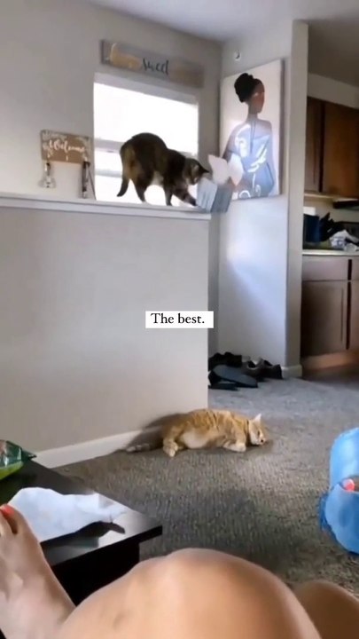 Try Not To Laugh  Animals | Funniest Cat & Dog Videos In The World | Funny  Reaction  Video | Funny video dog | cat funny video