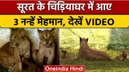 Surat के चिड़ियाघर में शेरनी ने दिया 3 शावकों को जन्म, देखें Video | वनइंडिया हिंदी | *Shorts