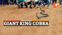 WATCH | Giant King Cobra Inside House Safely Rescued | Odisha