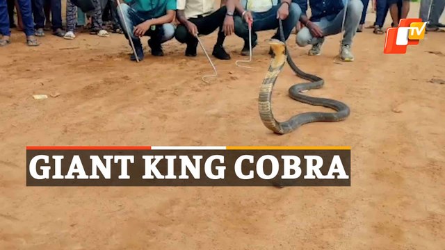 WATCH | Giant King Cobra Inside House Safely Rescued | Odisha