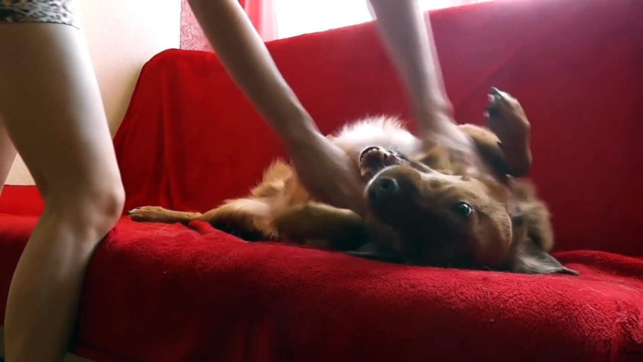 My Cutest Dog Video With Crazy Funny Dog_5