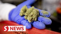 Singapore in no rush to decriminalise use of cannabis medical purposes