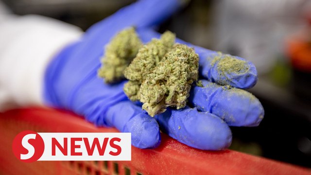 Singapore in no rush to decriminalise use of cannabis medical purposes