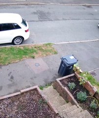 Cat fails at catching pigeon