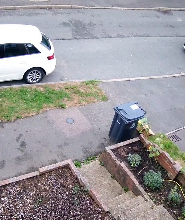 Cat fails at catching pigeon