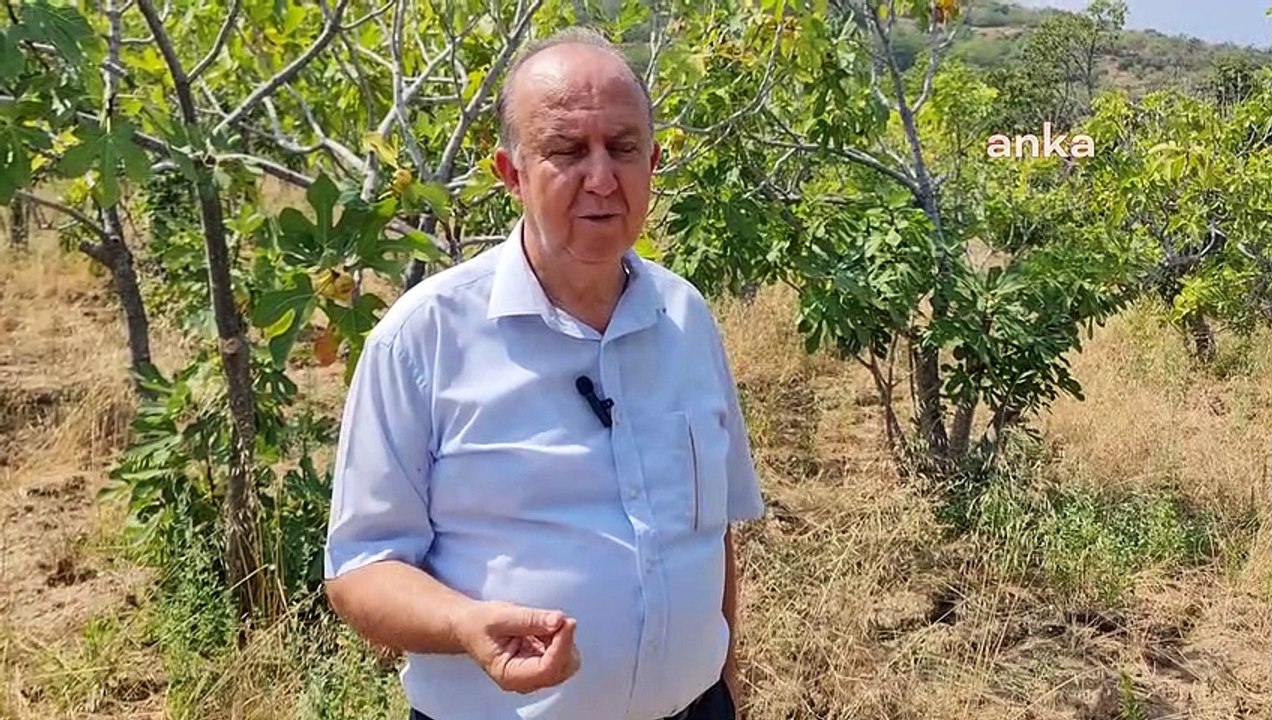 İncir fiyatı da üreticiyi memnun etmedi