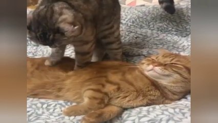 Bast funny cat video compilation #3 /2022