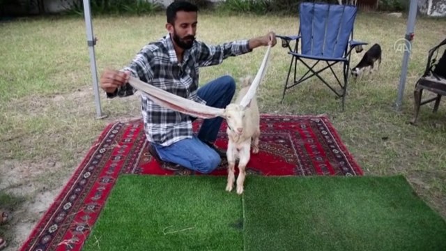 Yavru keçi Simba, 64 cm’ye ulaşan kulaklarıyla Guinness Rekorlar Kitabına girmeyi bekliyor