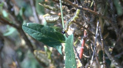 İstanbul'da çayır tırtılı endişesi! ''Patlama yaşanabilir''