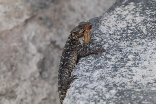 Son dakika haber... Kafkas kelerinin zararlı böcek avı kameraya yansıdı