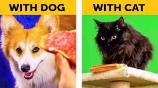 Life With Dog Vs Life With Cat. Corgi life || Relatable facts by 5 Minutes Fun