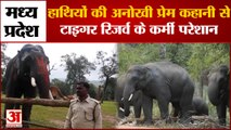 Madhya Pradesh: हाथियों की अनोखी प्रेम कहानी से Bandhavgarh Tiger Reserve के कर्मी परेशान