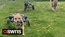 Dog shelter takes in disabled dogs and kits them out with their very own wheelchairs