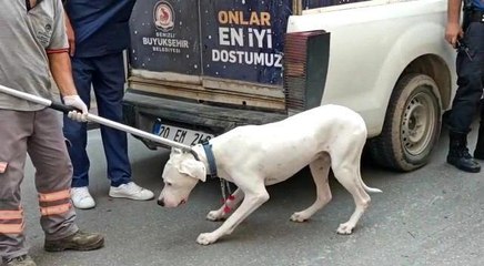 Son dakika haberi: Alkollü sürücünün polisi ısıran köpeğine el konuldu