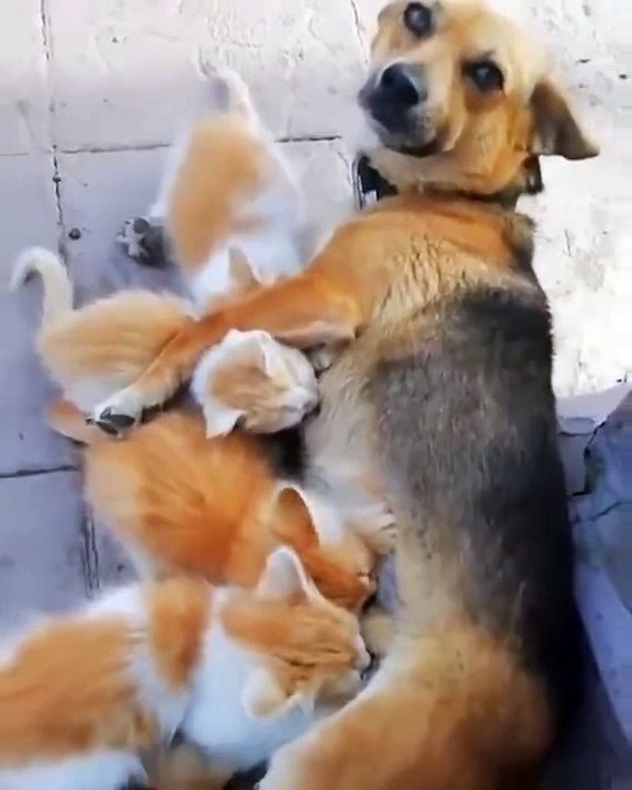 Une maman chien et ses petits... enfin presque
