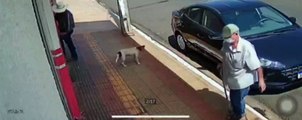 Un chien intelligent vole de la nourriture dans une voiture