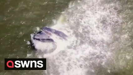 Drone footage shows moment whale breaches whilst feeding off coast of New York