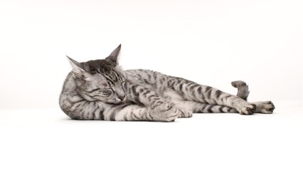 Secret messages behind your cat’s 5 sleeping positions