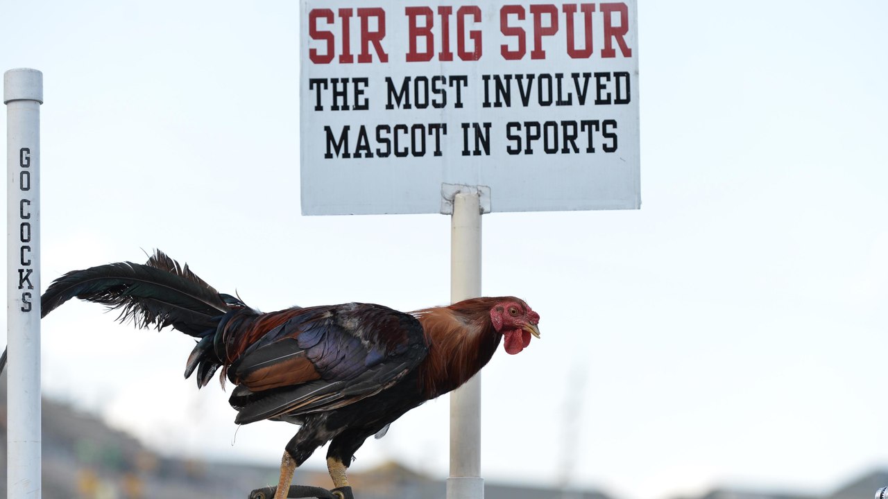 Sir Big Spur Is Back!