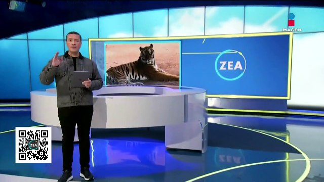 Grandes felinos de la fundación Black Jaguar-White Tiger se recuperan