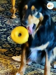 Funny Animals - Funny Cats And Dogs Reaction Videos #11