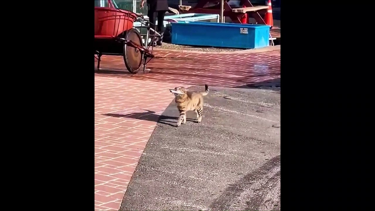 Ce chat revient du marché avec un poisson frais... très frais