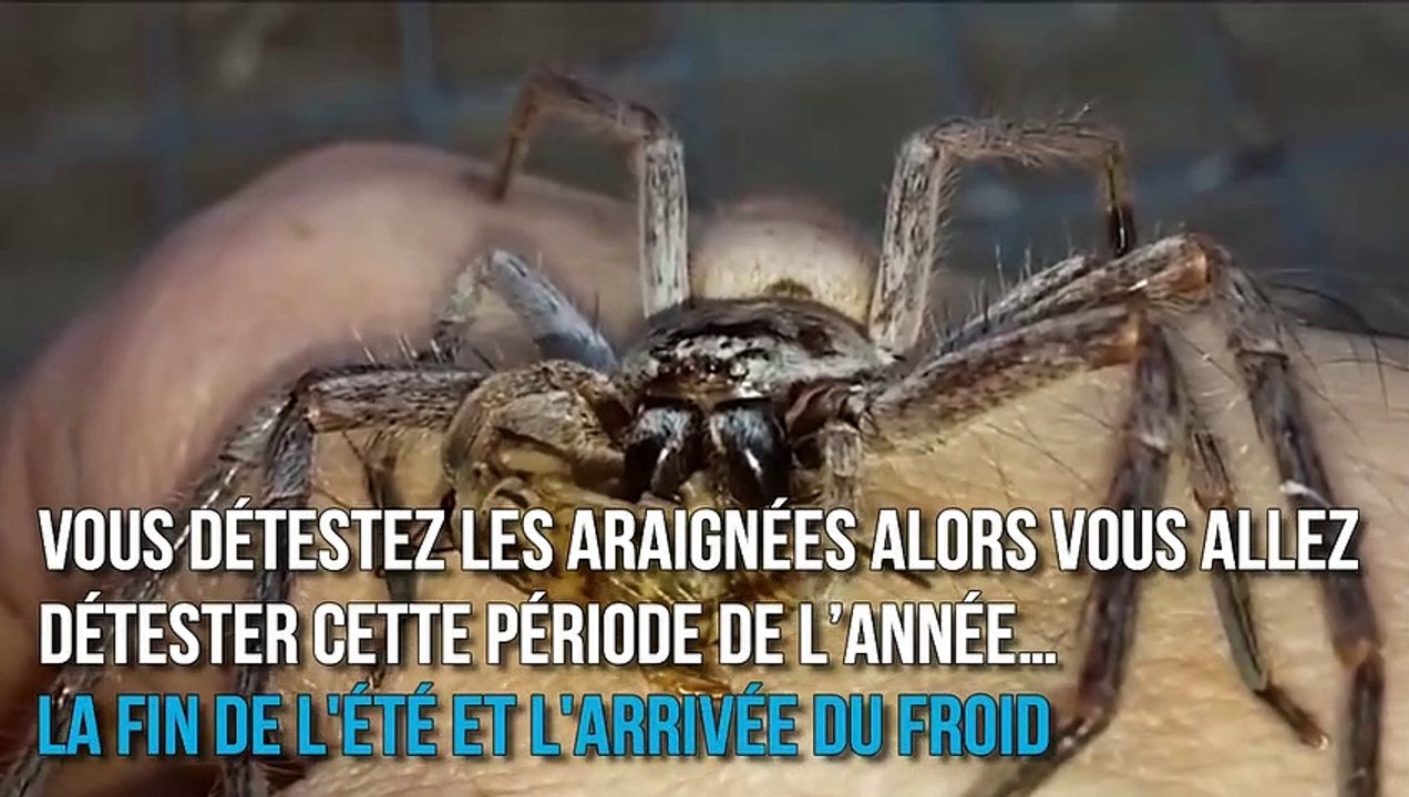 Des araignées énormes envahissent les maisons de France