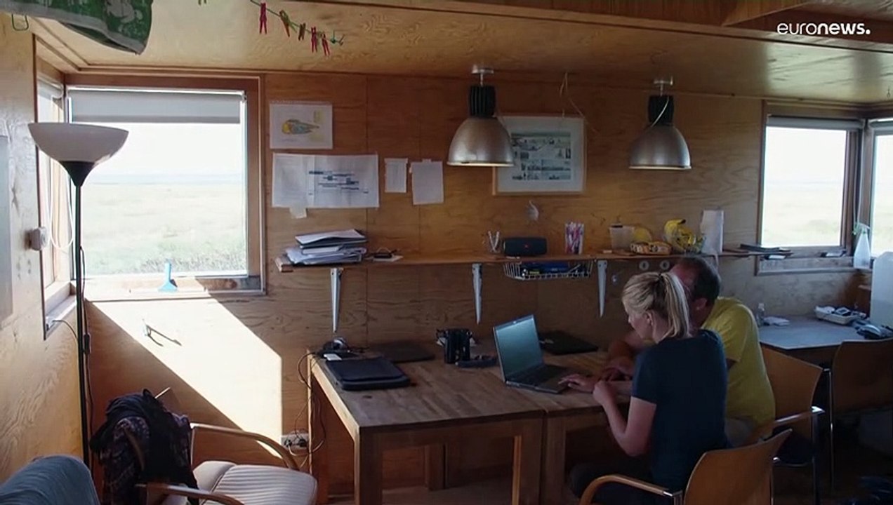 Klimawandel bedroht das Überleben der Vögel im Wattenmeer