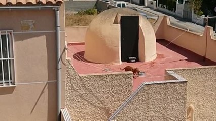 Muere un perro tras pasar varios días abandonado en una terraza de Torrevieja