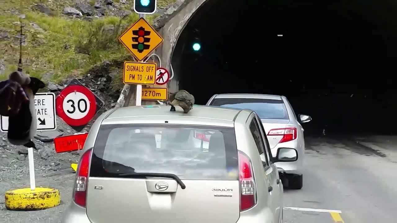 Ozzy Man Reviews Animals VS Technology video Dailymotion