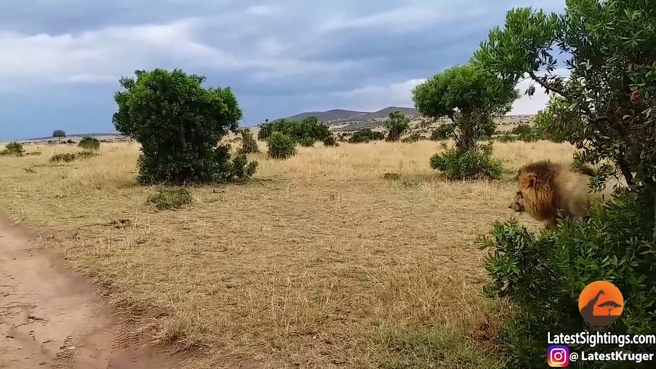 Ozzy Man Reviews Dodgy Lion Moves