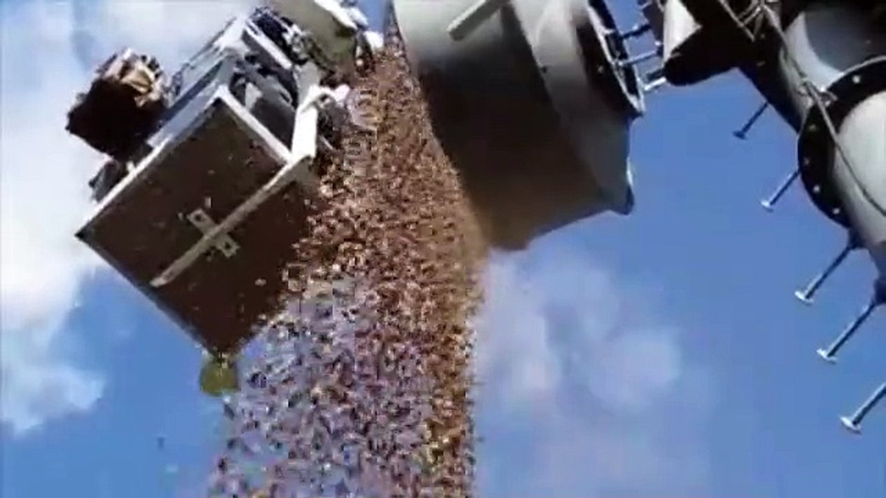 L'incroyable quantité de glands stockés par un écureuil dans une antenne