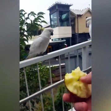 Ozzy Man Reviews Cockatoos Feeding