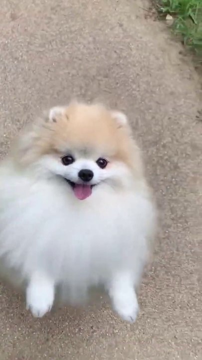 cute #dog short video- cute puppy shorts- #short #shortvideo #firstshortvideo #cutedog #dogs #shorts