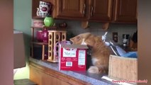 FUNNY cat | Dog | Try Not To Laugh - Funniest Cat  & Dog  Videos | Best Funny Animals Videos |  | Funny Animals Dogs FUNNY | cat funny video