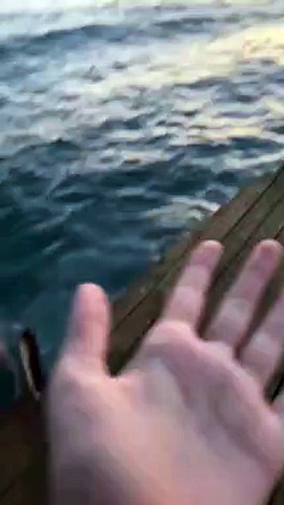 A Sad Spring Into the Sea