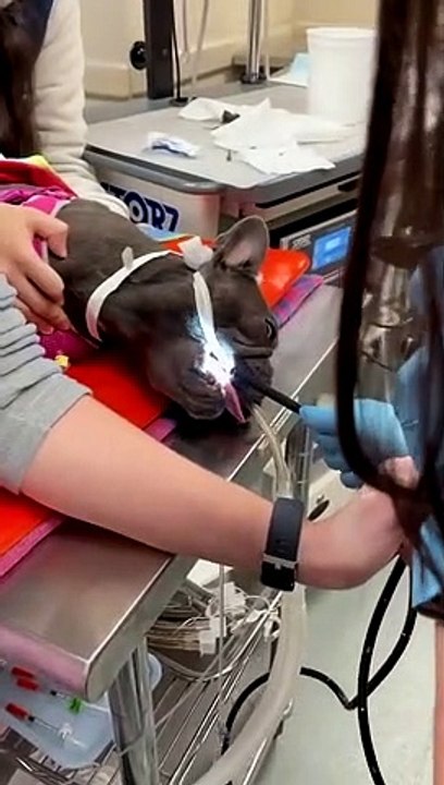 When Dogs Eat Things They Shouldn't