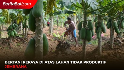 Bertani Pepaya di Atas Lahan Tidak Produktif Jembrana