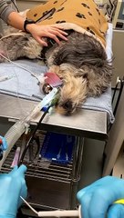 When Dogs Eat Things They Shouldn't