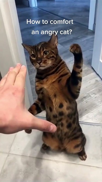 Cat angry with friend