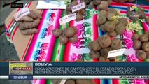 Bolivia: Organizaciones de campesinos promueven recuperación de formas tradicionales de cultivo