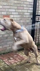 Kamikaze stepping in to protect his bigger brother